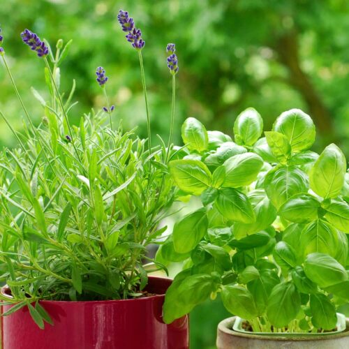 Herb Plants